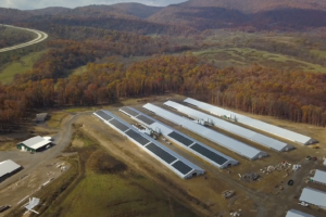 oak tree farm, REAP, rural solar